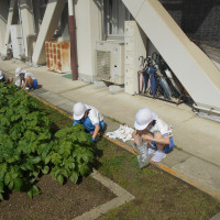 裏庭草引き