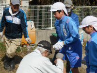 芋の配布