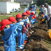 芋掘り②