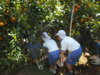 みかん狩り②