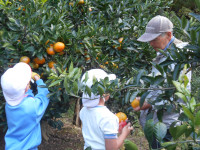 みかん狩り③
