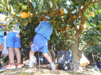 みかん狩り④