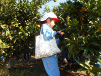 みかん狩り⑥