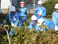 大豆掘り起し①