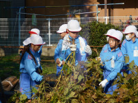大豆掘り起し②