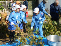 大豆掘り起し③