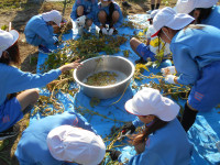 大豆取り②