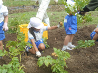 芋拾い