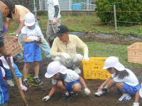 芋拾い②